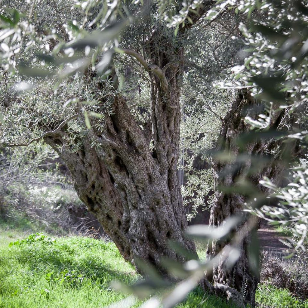 Extra Virgin Olive Oil from Wild Olive Trees