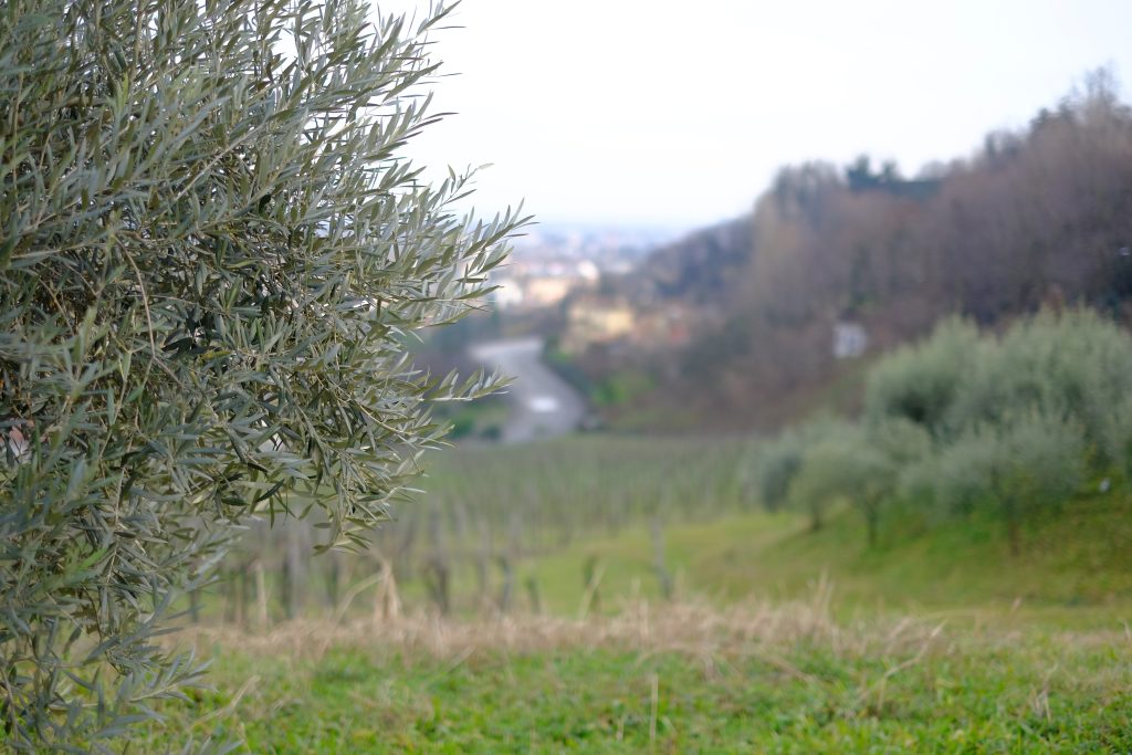 Olive Oil DNA Traceability