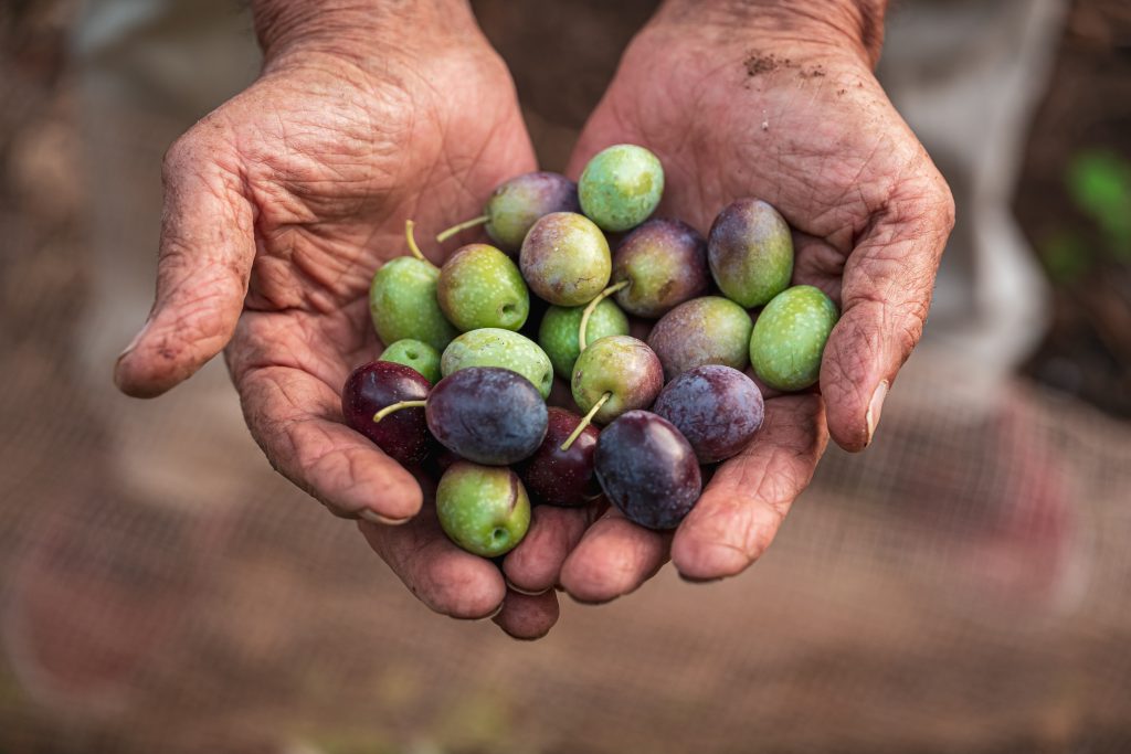 Olive Oil DNA Traceability