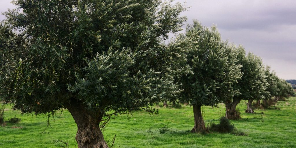 White Paper: Minimizing Fraud, Developing Transparent EVOO Labels With Societal and Environmental Impact